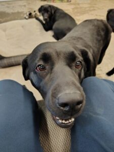 Black Labrador Retriever