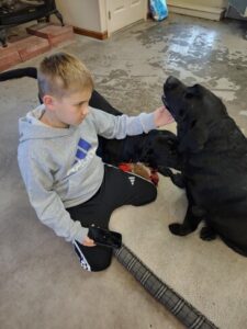 Black Labrador Retriever