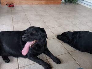 Black Labrador Retriever