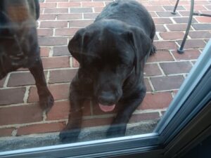 Black Labrador Retriever