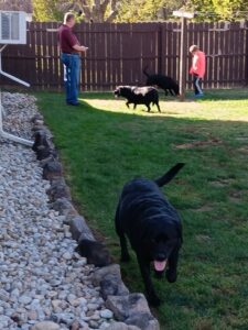 Black Labrador Retriever