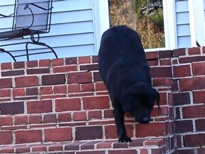 Black Labrador Retriever