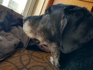 Black Labrador Retriever