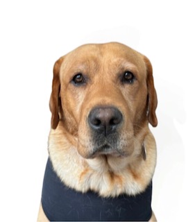 Yellow Labrador Retriever