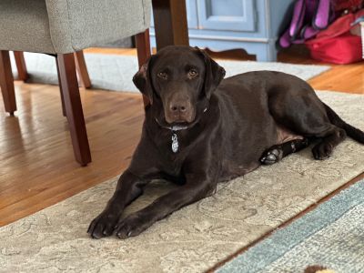 Labrador Retriever