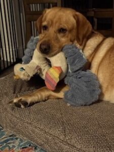 Yellow Labrador retriever