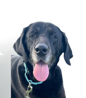 Black Labrador Retriever