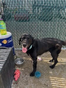 Black Labrador Retriever