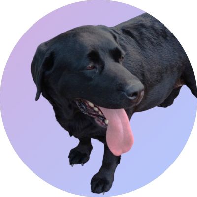 Black Labrador Retriever