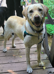 Yellow Labrador Retriever