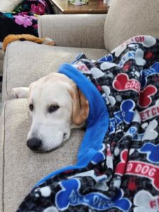 Yellow Labrador Retriever