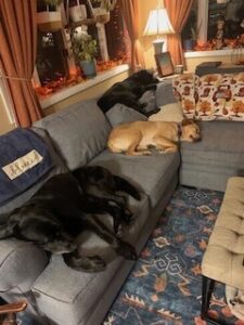 Black Labrador Retriever