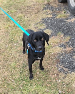 Black Labrador Mix