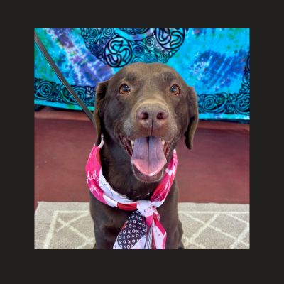 chocolate labrador retriever