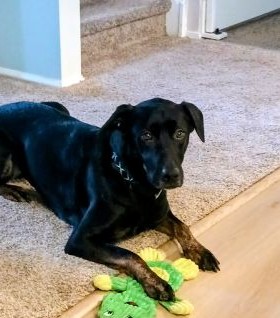 lab mix