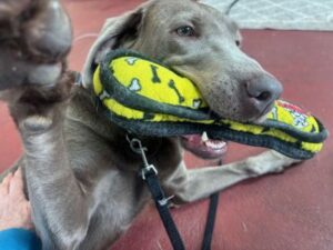 chocolate labrador retriever
