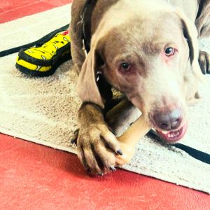 chocolate labrador retriever