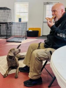 chocolate Labrador Retriever