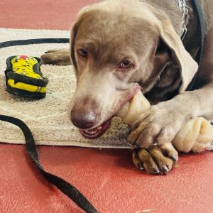 chocolate labrador retriever