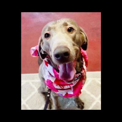 chocolate Labrador Retriever