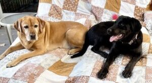 Black Labrador Retriever