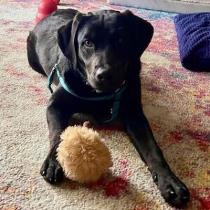 Black Labrador Retriever