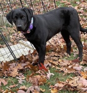 Black Labrador Retriever