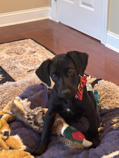 Black Labrador Mix