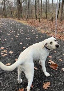 Yellow Labrador Retriever