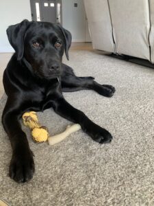 Black Labrador Retriever
