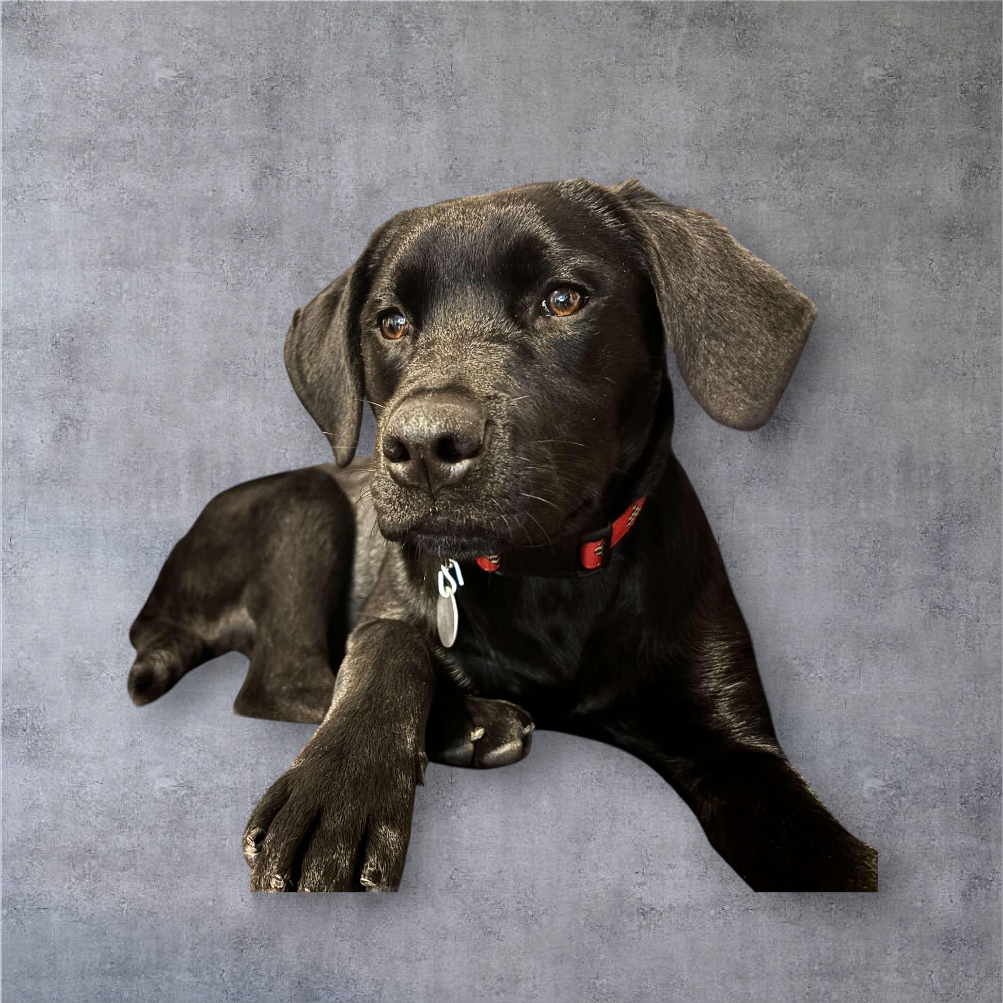 Black Labrador Retriever