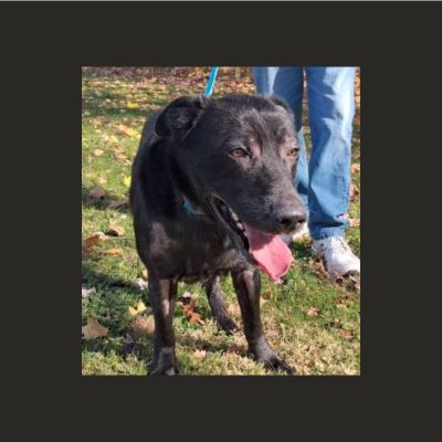 lab mix
