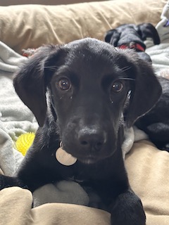 Black Labrador Mix
