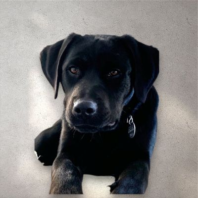 Black Labrador Retriever