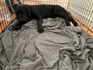 Black Labrador Retriever