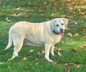 Yellow Labrador Retriever