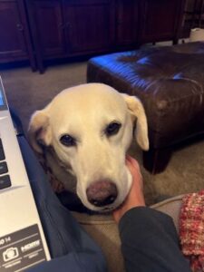 Yellow Labrador Retriever