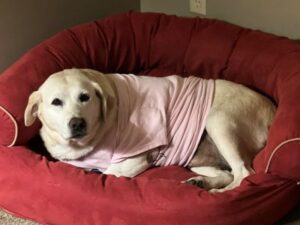 Yellow Labrador Retriever