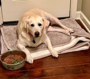 Yellow Labrador Retriever
