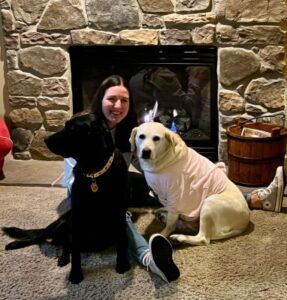 Yellow Labrador Retriever