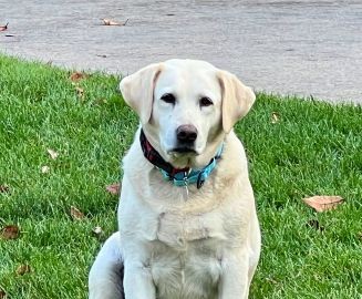 Yellow Labrador Retriever