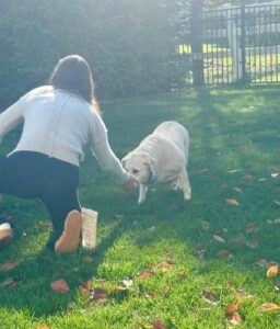 Yellow Labrador Retriever