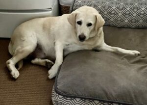 Yellow Labrador Retriever