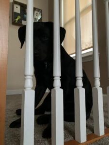 Black Labrador Retriever