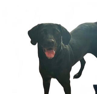 Black Labrador Mix