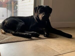 Black Labrador Retriever
