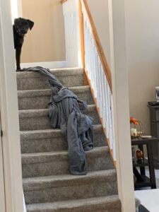 Black Labrador Retriever