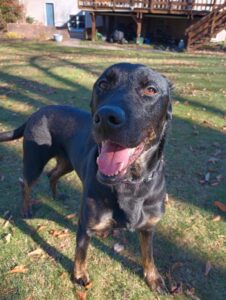 Black Labrador Mix