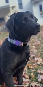 Black Labrador Retriever