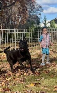 Black Labrador Retriever